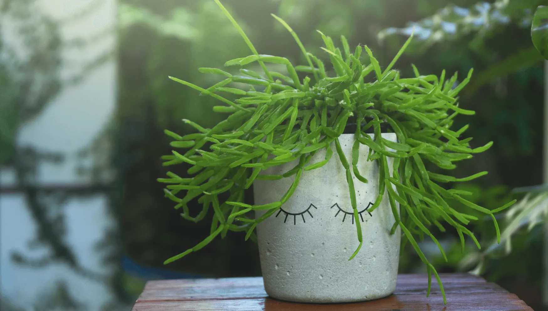 Rhipsalis