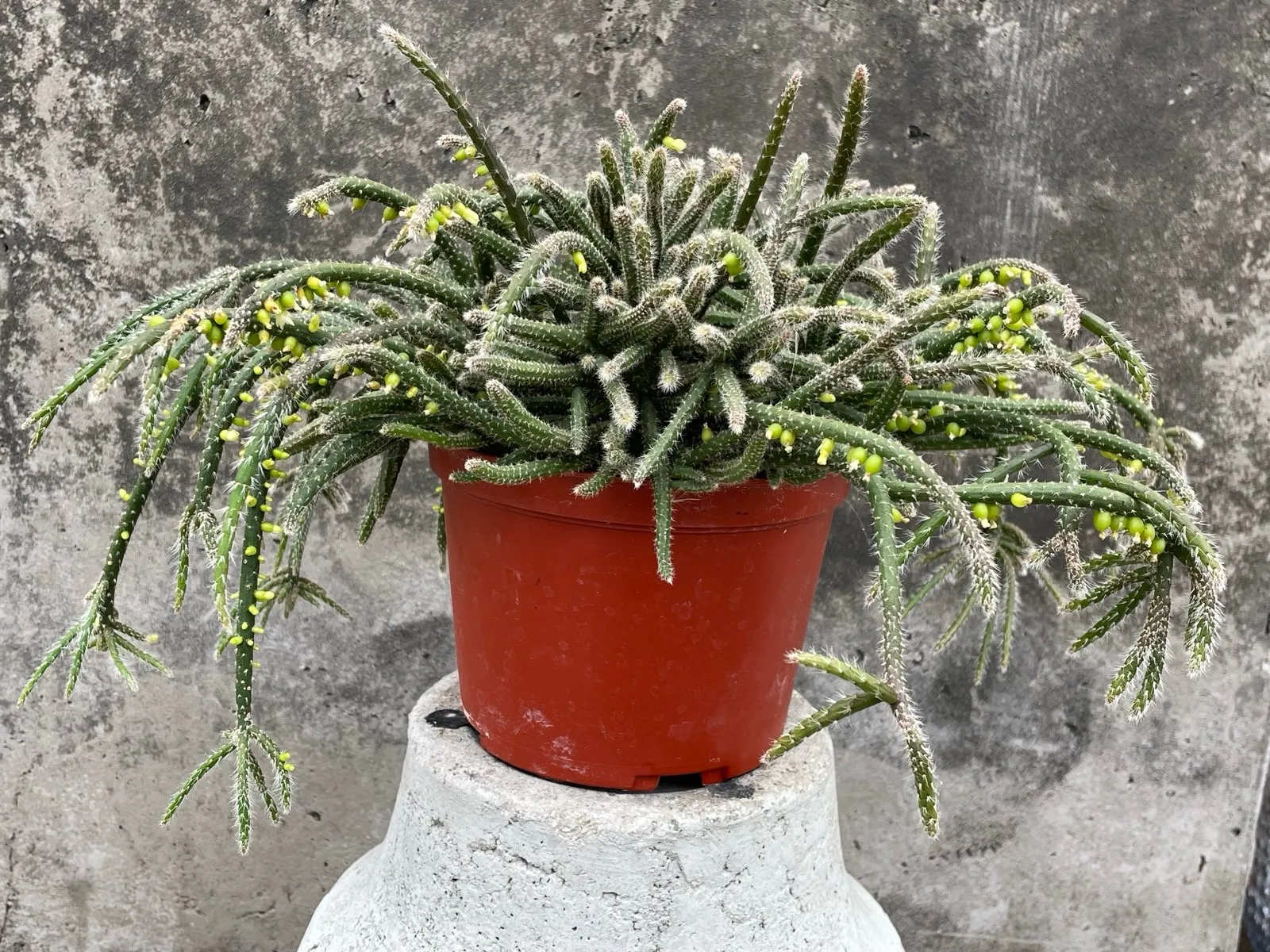 Rhipsalis Baccifera