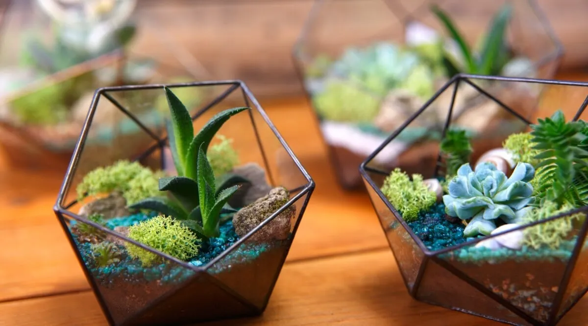 Types of terrariums