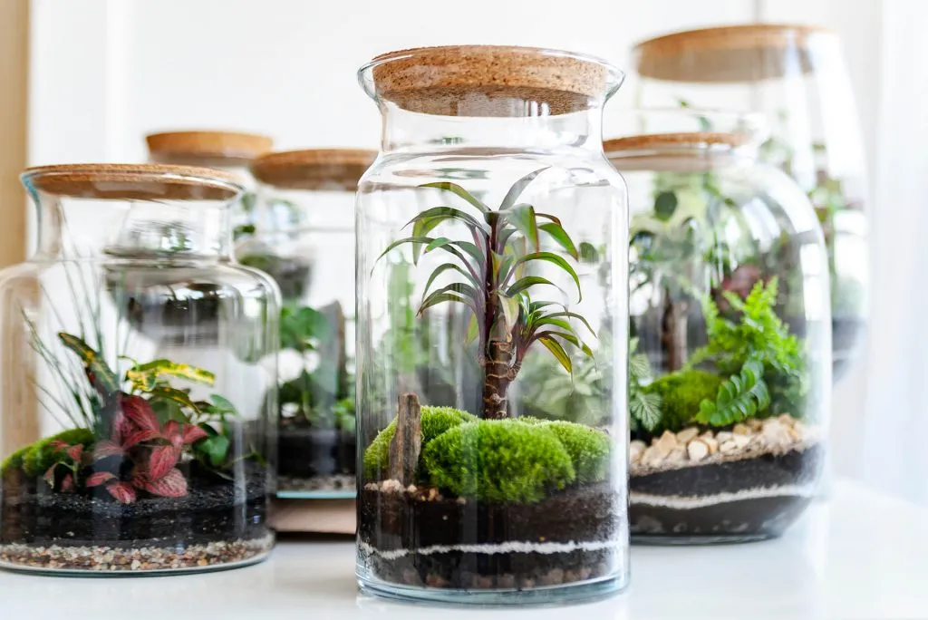 Cork terrarium