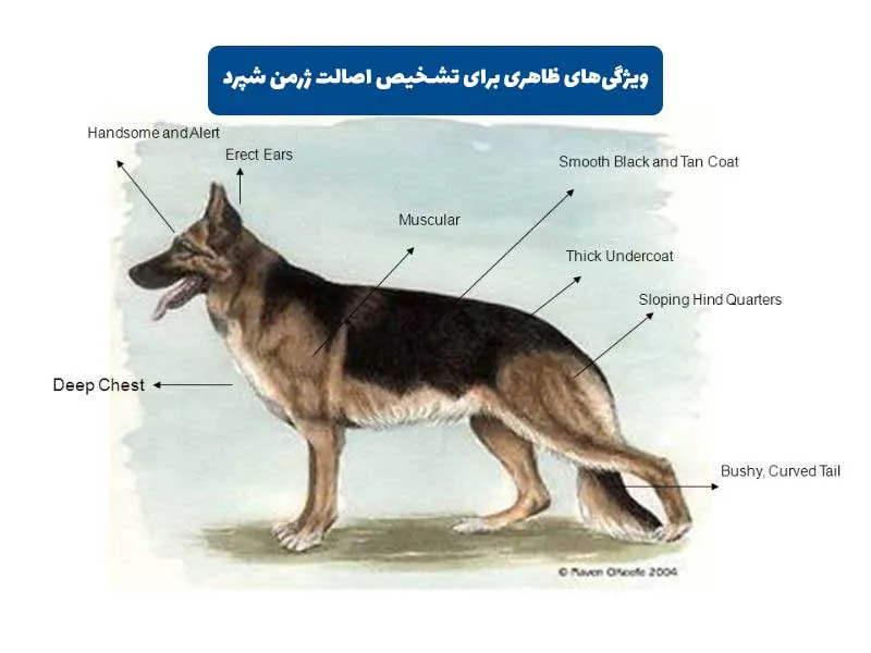 ویژگی‌های ظاهری برای تشخیص اصالت ژرمن شپرد