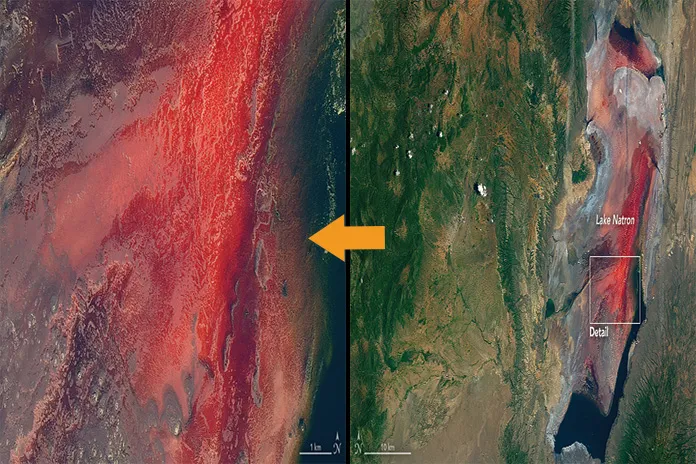 دریاچه ناترون ، دریاچه ای که حیوانات را به سنگ تبدیل می کند!